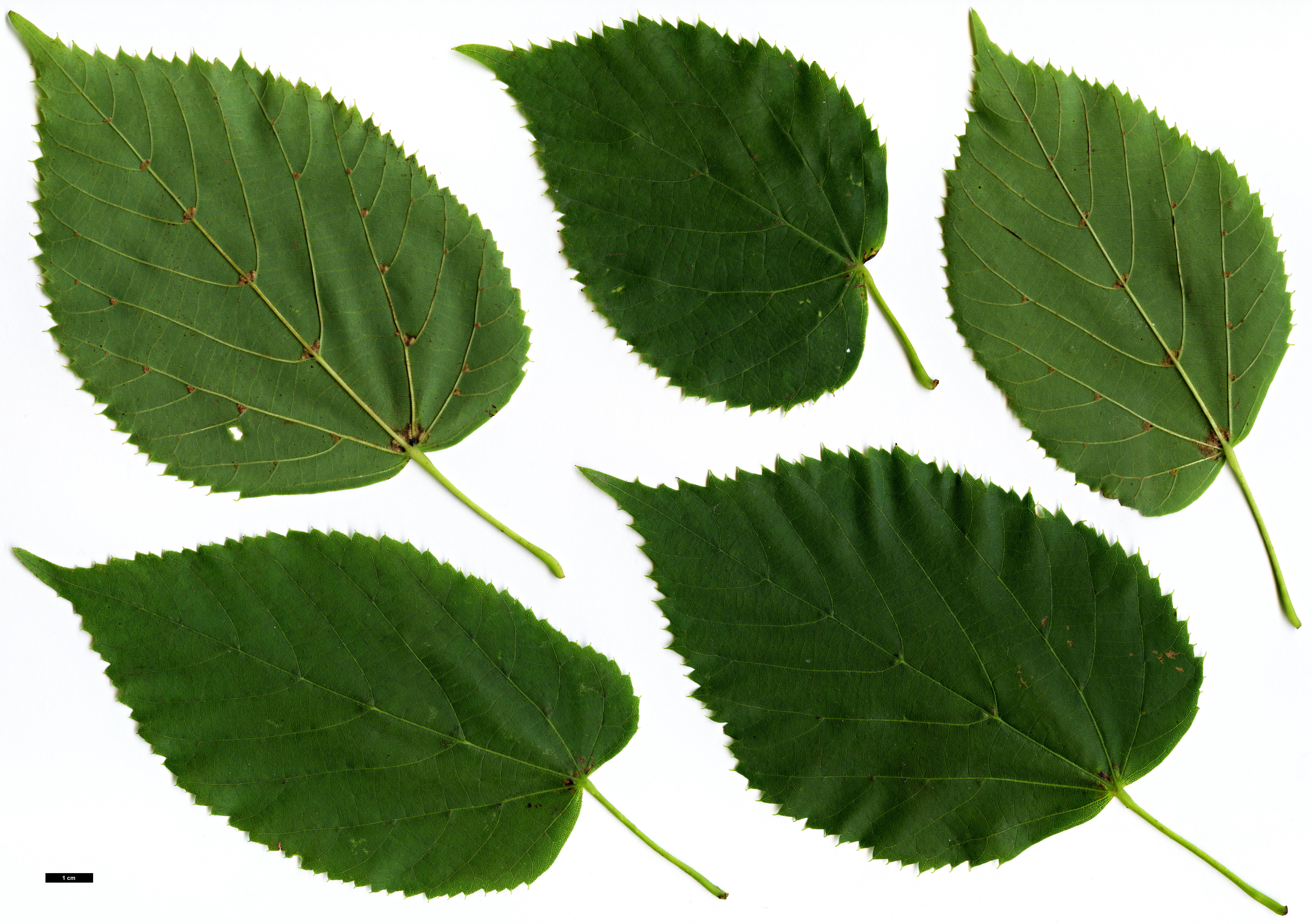 High resolution image: Family: Malvaceae - Genus: Tilia - Taxon: dasystyla - SpeciesSub: subsp. caucasica